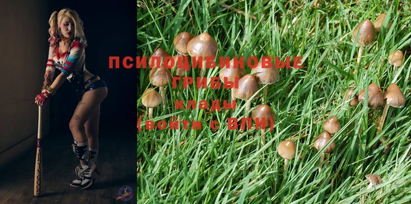 стаф Белокуриха